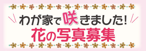 ママ 子育てコミュニティ サークル情報募集 ベイちばｉｎｆｏ 市川 行徳 浦安 葛西エリアで暮らすための情報サイト